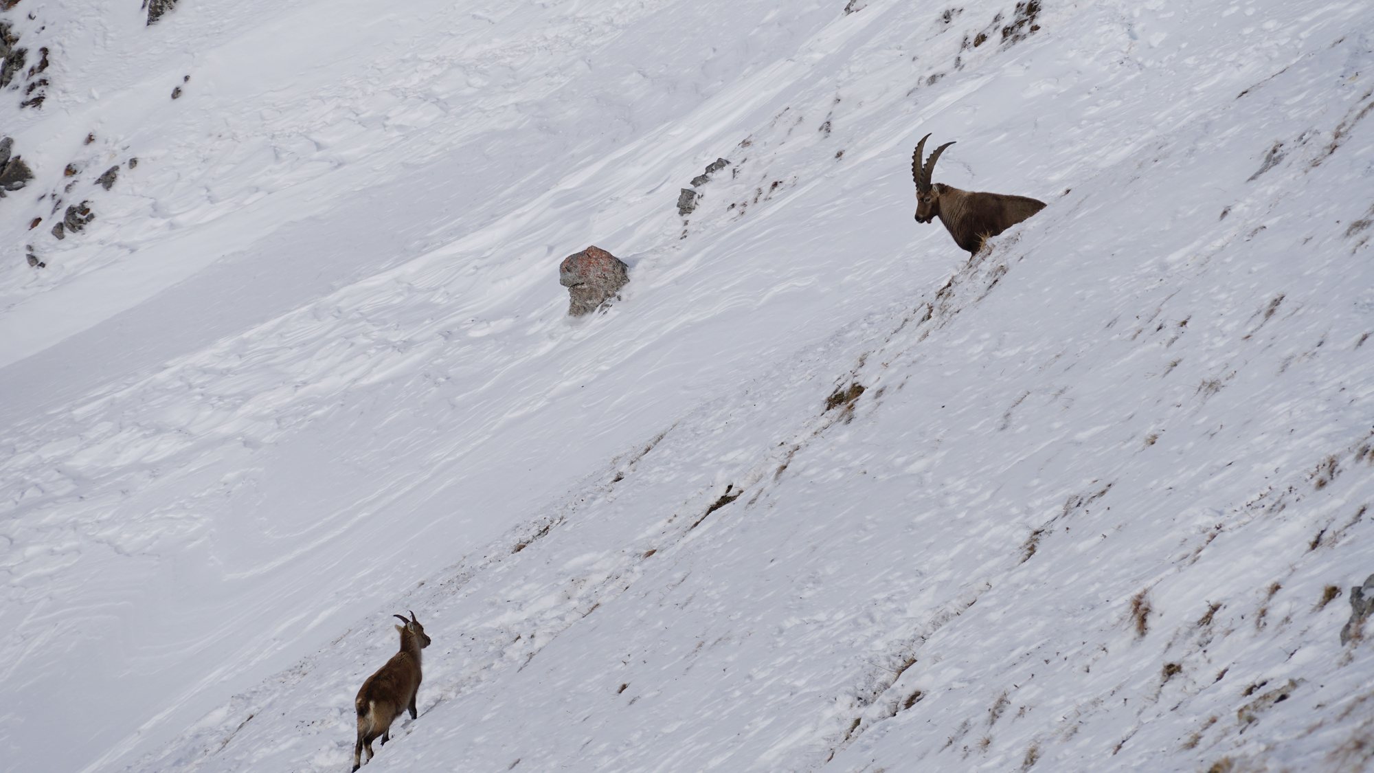 Drop — 24/7 Freeride Davos